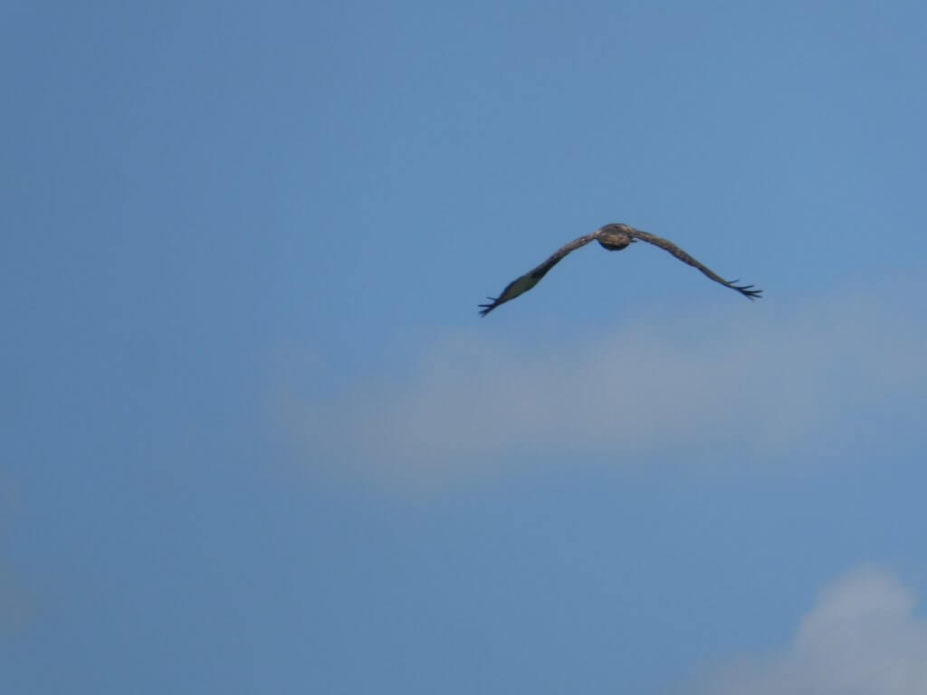 Buizerd