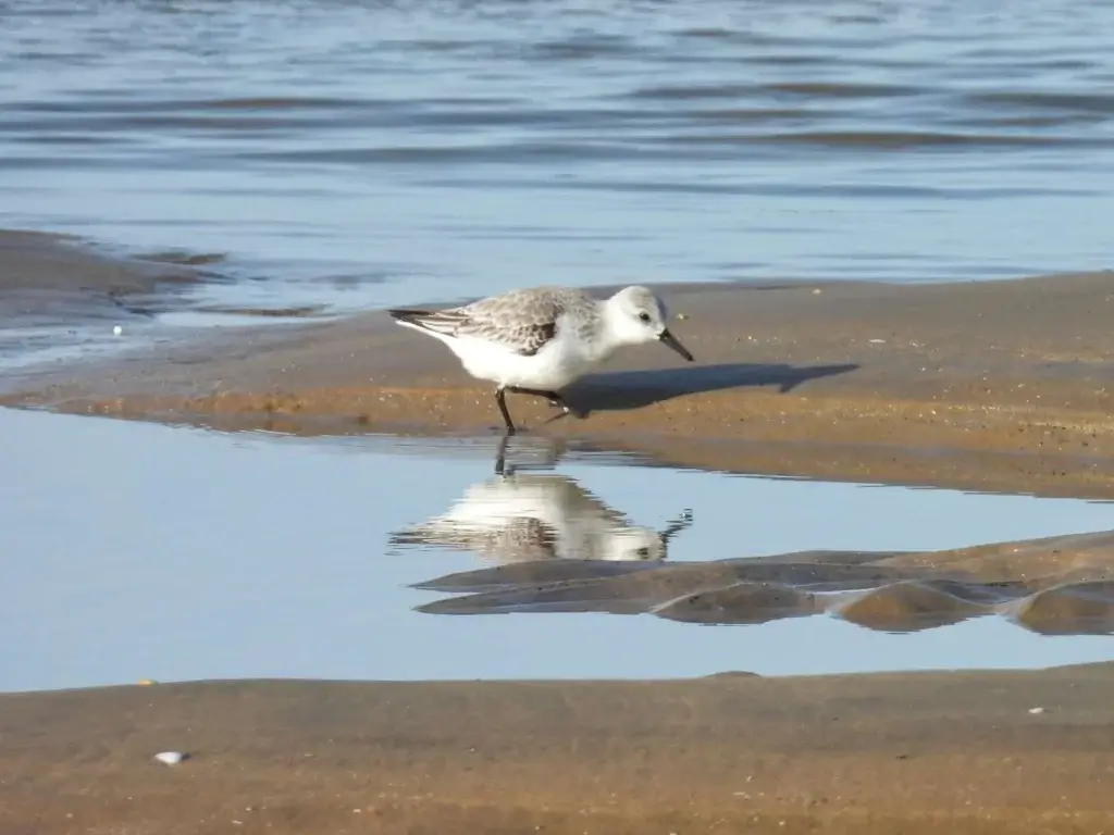 Drieteenstrandloper